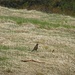 viele Vögel auf dem Weg von Skaftafell zum Svartifoss (hier vermutlich eine Rotdrossel)