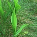 Convallaria majalis L.<br />Asparagaceae (Liliaceae p.p.)<br /><br />Mughetto.<br />Muguet.<br />Maigloeckhen.