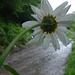 under the rain...