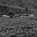 l'alpe