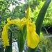Eine gelbe Sumpfschwertlilie.