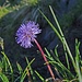 Kugelblume