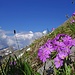 die ersten Quellwolken tauchen auf (Mehlprimel)