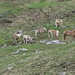 Pferde grasen bei der Alm