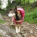 Suni pare perplessa... ma dove andiamo ...piove!!!