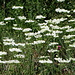 ganze Felder mit weißen Blüten