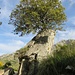 Baum mit Überblick