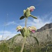 buschweise - hier als Einzelblüten begeisternd - treffen wir an der "Suone" diese Blume an