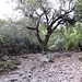 von der Wasserleitung abweichend, geht's nun auf schönem Weg sanft hoch