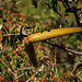 Buschbanane