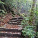 Der Abstieg auf dem Omoto-Course führt zuerst einmal hinauf zum Gipfel des Komagabayashi.