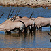 Oryx, Wasserloch in Okaukuejo