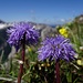 Kugelblume