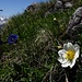 Anemone