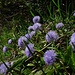 Kugelblumen