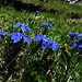 Frühlingsenzian
