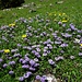 Kugelblumen