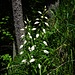 Waldvögelein