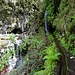 Ribeira dos Cedros, bei der sich nach rechts neigenden Pflanze unterhalb der Bildmitte handelt es sich um eine Riesen-Gänsedistel (Sonchus fruticosus), sie wird bis 3 Meter hoch und ist endemisch auf Madeira!