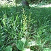 Grosses Zweiblatt (Listera ovata)