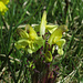Buntes Läusekraut (Pedicularis oederi)
