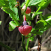  Heidelbeere (Vaccinium myrtillus)