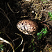 Ei des Alpenschneehuhns (Lagopus muta) uovo