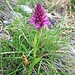 Anacamptis pyramidalis (L.) Rich.
Orchidaceae

Orchide piramidale, Giglione.
Orchis pyramidal.
Spitzorchis.