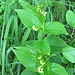 Vincetoxicum hirundinaria Medik.
Apocynaceae (incl. Asclepiadaceae)

Vincetossico comune.
Dompte-venin officinale.
Schwalbenwurz.