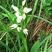 Cephalanthera longifolia (L.) Fritsch
Orchidaceae

Cefalantera maggiore.
Céphalanthère à longues feuilles.
Langblättriges Wald voegelein.
