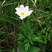 Pulsatilla alpina (L.) Delarbre s.str.
Ranunculaceae

Pulsatilla bianca.
Pulsatille des Alpes.
Weisse Alpen-Anemone.