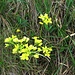 Biscutella laevigata L.
Brassicaceae

Biscutella montanina.
Biscutelle.
Glattes Brillenschoettchen.