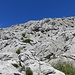 kein Weg - nur vereinzelte Steinmännchen im Karrengelände der Gipfelflanke