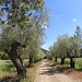... und durch die Allee der Olivenbäume ...