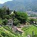 Hier wächst der Merlot del Ticino