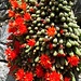 Blühender Kaktus wächst an der Mauer