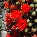 Blühender Kaktus wächst an der Mauer - Detail