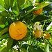 Zitronenbaum, Früchte und Blüten zur selben Zeit!