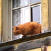 Katze im Kreuzstock - isch ere nöd e so ghüür mit em Fotoapparat