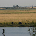 Nilpferde an der Chobe Riverfront