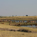 Unmengen von Antilopen an der Chobe Riverfront