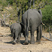 Elefanten-Familie