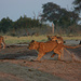 Junge Löwen beim Kampf