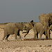 Junge Elefanten beim Spiel