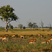 Antilopen im Okavango-Delta