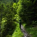 Im Aufstieg nach der Alp Riedli, es grünt so schön in den üppigen Wälder. Der Boden ist durchfeuchtet, wie selten in dieser Jahreszeit.