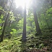 kurz dringt die Sonne durch den Wald bei Dilitsch