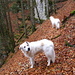 ...durch den Wald und zwischen Feldwänden und -wändchen.
