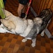 Ciao Baba... magnifico cucciolo di Alaskan Malamute. E' sotto addestramento "protezione civile".