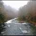 Doubs, kurz vor den Wasserfällen. Aengstliche Tropfen klammern sich hier verzweifelt an die Uferböschung.